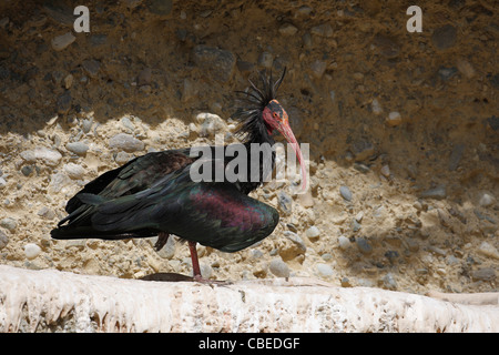Calvo Ibis (Geronticus eremita). Adulto in piedi su una sporgenza rocciosa. Foto Stock