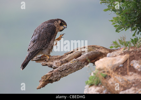 Falco pellegrino (Falco peregrinus) in piedi su una rotta ramo mentre graffiare. Foto Stock