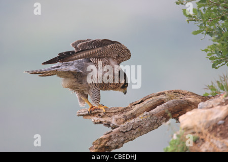 Falco pellegrino (Falco peregrinus) in piedi su una rotta dal ramo agitando le sue piume. Foto Stock