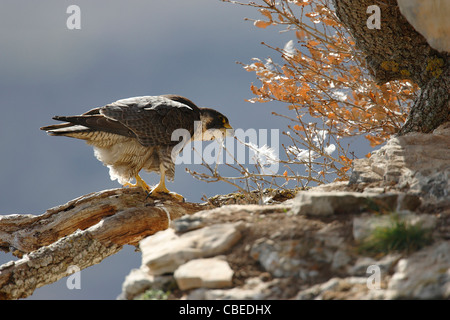 Falco pellegrino (Falco peregrinus) in piedi su una rotta dal ramo mentre si tira su un ramoscello. Foto Stock