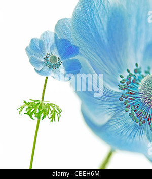 Anemone coronaria, fiore Blu tema, sfondo bianco. Foto Stock
