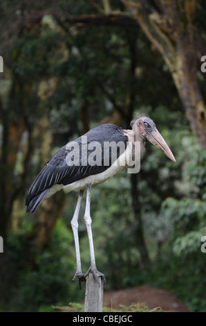 Kenya, Lake Nakuru National Park, Marabou Stork, (Leptoptilos crumeniferus), Foto Stock