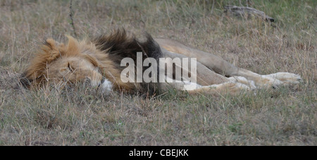Kenya, Lake Nakuru National Park, Sleeping Lion Foto Stock