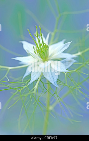 Nigella damascena, amore-in-un-mist, fiore bianco oggetto. Foto Stock