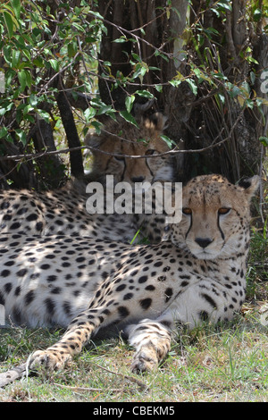 Kenia Masai Mara, ghepardi (Acinonyx jubatus) si appoggia in una boccola Foto Stock