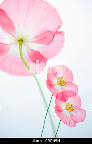 Papaver rhoeas 'Angel's coro", papavero, rosso fiore rosa oggetto. Foto Stock