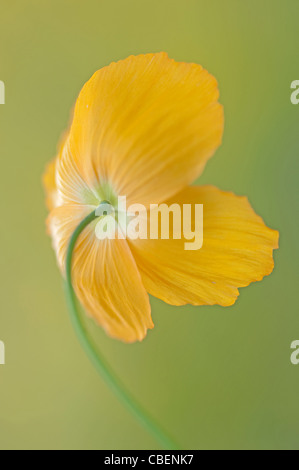 Meconopsis cambrica, Gallese papavero, fiore giallo soggetti, sfondo verde. Foto Stock