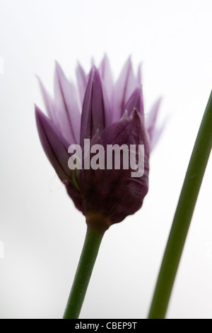 Allium schoenoprasum, erba cipollina, fiore viola oggetto sfondo bianco. Foto Stock