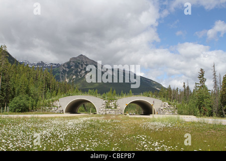 Attraversamento della fauna selvatica, il parco nazionale di Banff Alberta Canada Foto Stock