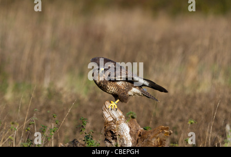 Comune poiana (Buteo buteo) su un ceppo di albero in un campo Foto Stock