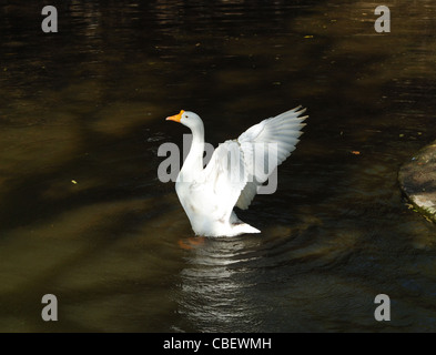 Un cigno bianco presso il National Zoological Park, New Delhi Foto Stock