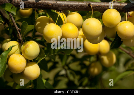 Frutto della prugna su albero in Orchard Foto Stock