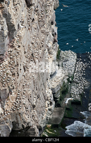 Le rocce a strapiombo del noupe di Noss, Shetland un importante Gannett il luogo di nidificazione, Isole Shetland. SCO 7757 Foto Stock