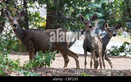 Un mulo cervo doe con due cerbiatti in un cantiere exurban vicino a Salt Lake City, Utah. Foto Stock