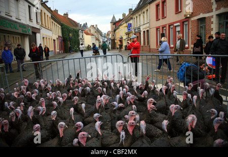 Licques Fete de la Dinde, Turchia festival a Licques vicino a Calais, Pas de Calais, Francia. Evento annuale ogni dicembre Foto Stock