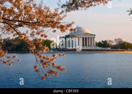 Jefferson Memorial in Washington DC con Cherry Blossom tree Foto Stock