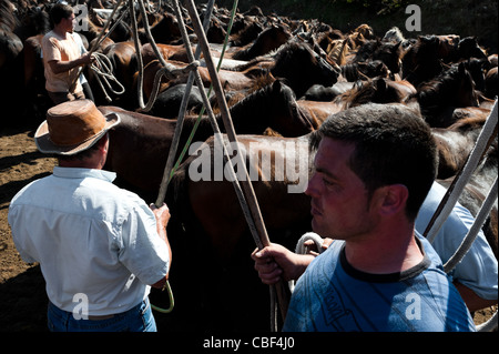 Gli abitanti di un villaggio di cattura i cavalli selvatici in arena durante la rapa das bestas (tranciatura delle bestie) festival in torroña, Spagna. Foto Stock