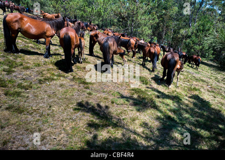 Un allevamento di cavalli selvaggi arrotondato prima della Rapa das Bestas (tranciatura delle bestie) festival in Torroña, Spagna. Foto Stock