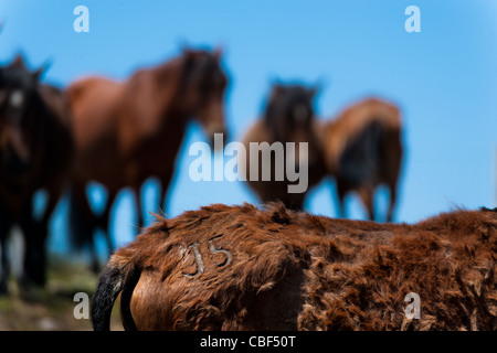 Per i prodotti di marca Wild Horse visto durante la rapa das bestas (tranciatura delle bestie) festival in torroña, Spagna. Foto Stock