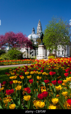 Municipio di Cardiff da Gorsedd Gardens in primavera con i tulipani in primo piano Cardiff South Wales UK Foto Stock