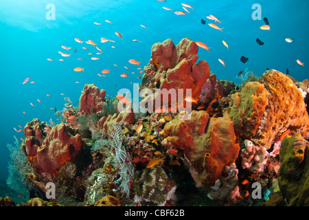 Pesci di scogliera sopra una colorata barriera corallina a Bali, Indonesia Foto Stock