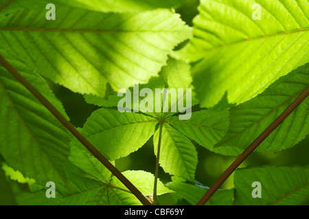 Aesculus hippocastanum, ippocastano foglie verde oggetto. Foto Stock