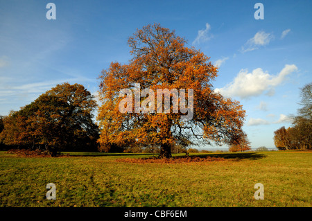 Inglese quercia a colori autunnali Foto Stock