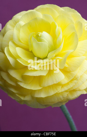 Ranunculus cultivar, fiore giallo soggetti, sfondo viola. Foto Stock