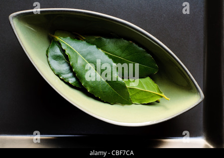 Fresco Verde foglie di alloro in piatto di ceramica Foto Stock