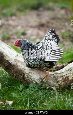 Argento-legare Wyandotte Gallina Bantam (Gallus gallus). Broody, esercitando pur avendo una pausa dalla incubazione di un nido di uova. Foto Stock