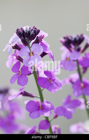 Erysimum "Bowles Mauve', violaciocca, fiori viola su un chiodo. Foto Stock