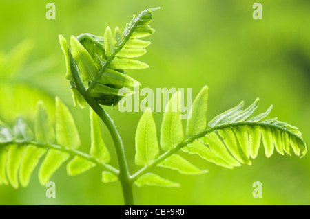 Osmunda regalis, foglia di felce dispiegarsi, oggetto verde, sfondo verde. Foto Stock