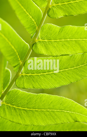 Osmunda regalis, foglia di felce dettaglio oggetto verde, sfondo verde. Foto Stock