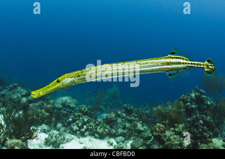Trumpetfish (Aulostomus maculatus), Bonaire, Antille olandesi, dei Caraibi Foto Stock