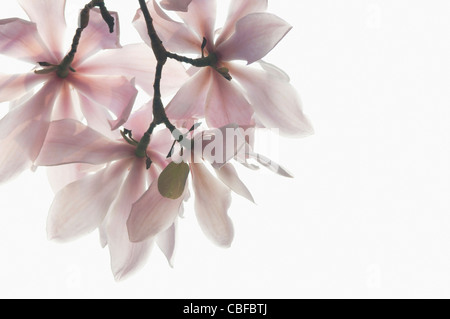 Magnolia sprengeri Diva, Magnolia, fiori di colore rosa soggetto, sfondo bianco. Foto Stock