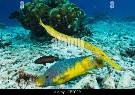 Hogfish spagnolo (Bodianus rufus) & Trumpetfish (Aulostomus maculatus), Bonaire, Antille olandesi, dei Caraibi Foto Stock