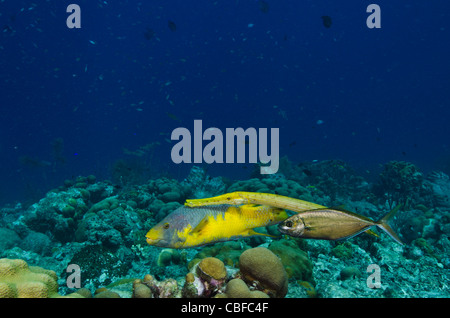 Hogfish spagnolo (Bodianus rufus), Trumpetfish (Aulostomus maculatus), & Bar Jack (Caranx ruber), Bonaire, dei Caraibi Foto Stock