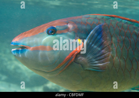 Luce di arresto (pesci pappagallo Sparisoma viride), Bonaire, Antille olandesi, dei Caraibi Foto Stock