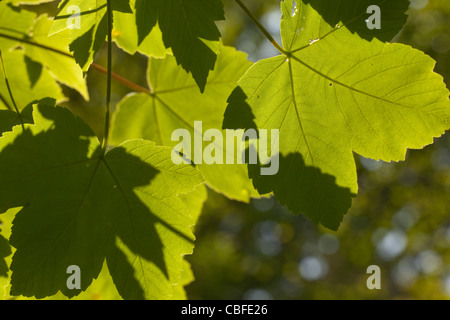 Platano (Acer pseudoplatanus). La retroilluminazione di foglie dal sole estivo. Norfolk. Foto Stock