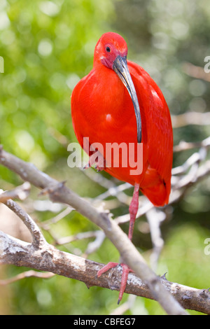 Scarlet Ibis (Eudocimus ruber) Foto Stock