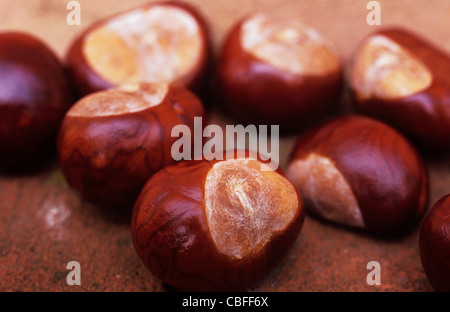 Chiudere fino a luce calda di sette ippocastani o Conkers sul rosso mattone superficie ruvida Foto Stock