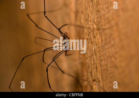 Daddy Long Legs Spider su una parete in legno Foto Stock