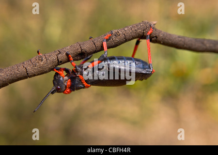 Dictyophorus spumans, schiuma koppie grasshopper o rooibaadjie dal Sud Africa Foto Stock