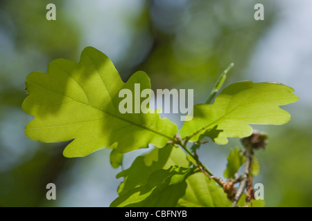 Foglie di quercia (Quercus robur). Fronde su un albero, maggio. Retroilluminazione inferiori dalla luce del sole. Foto Stock