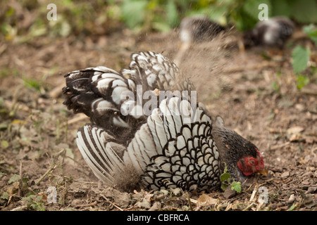 Argento-legare Wyandotte Gallina Bantam (Gallus gallus). Broody, polvere la balneazione. Foto Stock