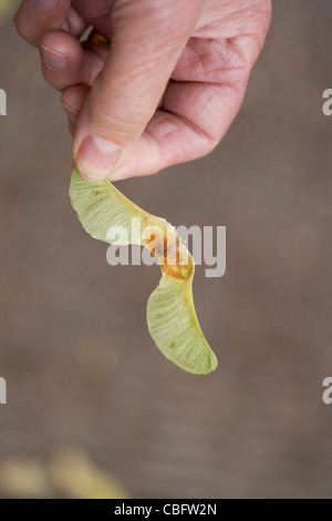 Platano (Acer pseudoplatanus). Appaiate, frutti alati tenutasi a dita. Foto Stock