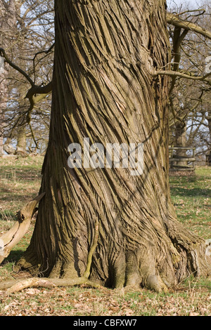 Dolce Castagno (Castanea sativa). Tronco di albero maturo che illustra fessure a spirale. Molla, Norfolk. Foto Stock