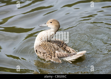 Northern Pintail (Anas acuta). Anatra o femmina, circa all'ala flapp dopo la balneazione a gettare acqua in eccesso e asciugare piumaggio. Foto Stock