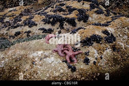 Magenta stelle di mare (o starfish), vongole e anemoni sulle rocce in pool di marea a bassa marea sulla spiaggia del Parco Nazionale di Olympic Foto Stock