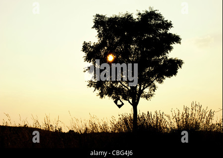 Tagliare fuori forma di cuore la carta in un albero al tramonto. Silhouette Foto Stock